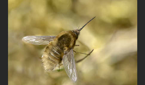 Schwarzborstiger Wollschweber (Bombylius venosus)