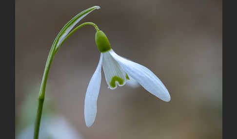 Kleines Schneeglöckchen (Galanthus nivalis)