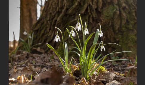 Kleines Schneeglöckchen (Galanthus nivalis)