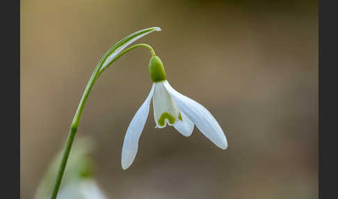 Kleines Schneeglöckchen (Galanthus nivalis)