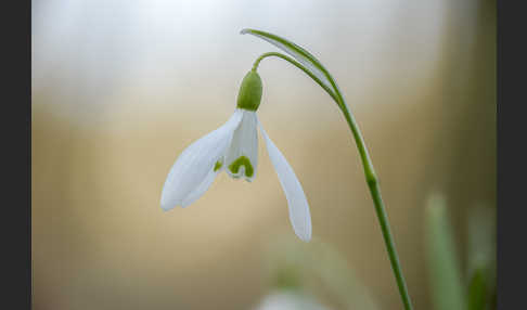 Kleines Schneeglöckchen (Galanthus nivalis)