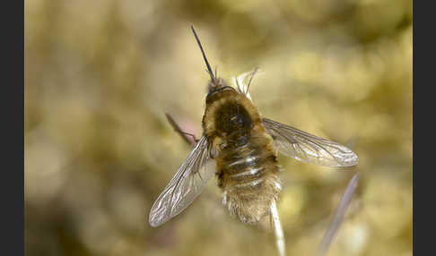 Schwarzborstiger Wollschweber (Bombylius venosus)