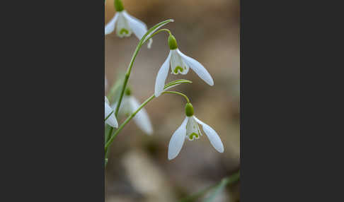 Kleines Schneeglöckchen (Galanthus nivalis)