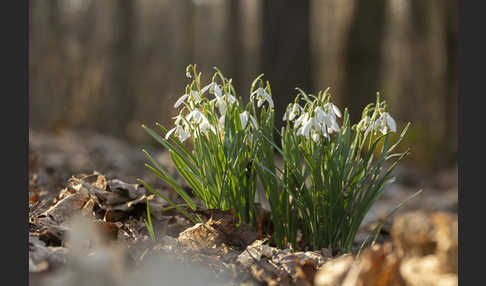 Kleines Schneeglöckchen (Galanthus nivalis)