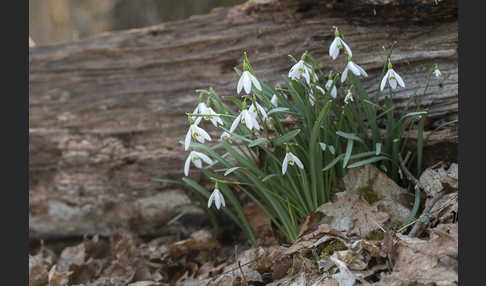 Kleines Schneeglöckchen (Galanthus nivalis)