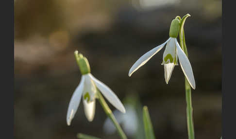 Kleines Schneeglöckchen (Galanthus nivalis)