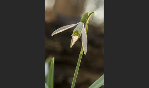 Kleines Schneeglöckchen (Galanthus nivalis)