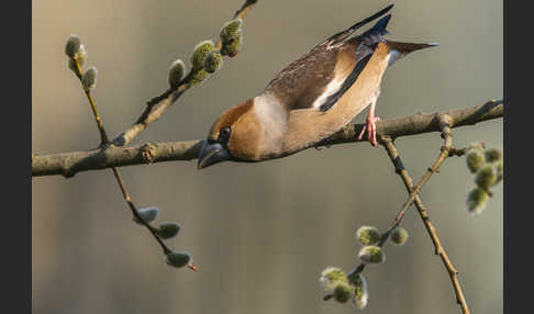 Kernbeißer (Coccothraustes coccothraustes)