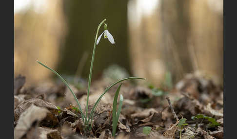 Kleines Schneeglöckchen (Galanthus nivalis)