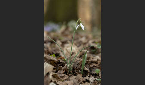 Kleines Schneeglöckchen (Galanthus nivalis)