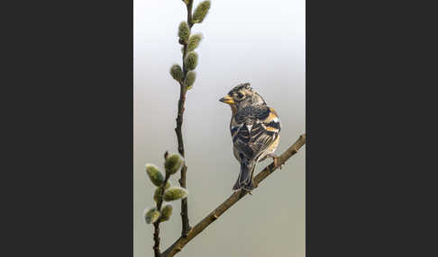 Bergfink (Fringilla montifringilla)