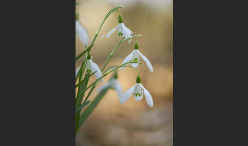 Kleines Schneeglöckchen (Galanthus nivalis)