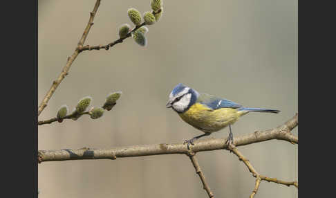 Blaumeise (Parus caeruleus)