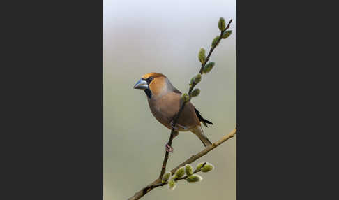 Kernbeißer (Coccothraustes coccothraustes)