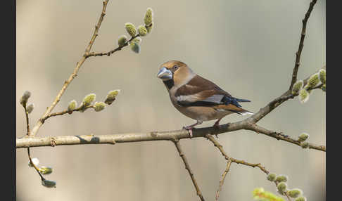 Kernbeißer (Coccothraustes coccothraustes)