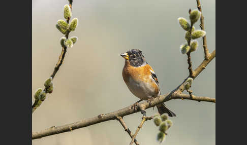 Bergfink (Fringilla montifringilla)