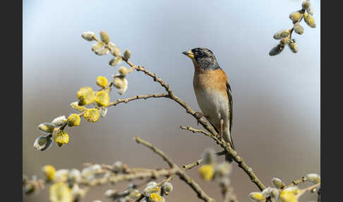 Bergfink (Fringilla montifringilla)