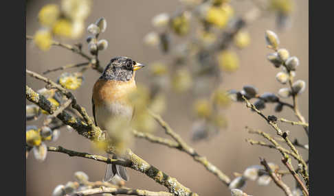 Bergfink (Fringilla montifringilla)