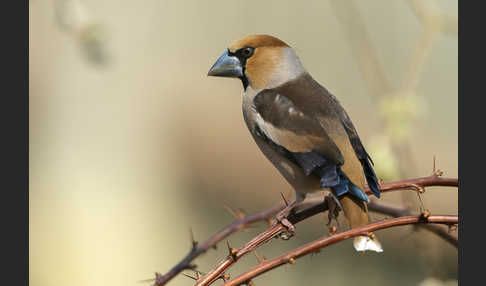 Kernbeißer (Coccothraustes coccothraustes)