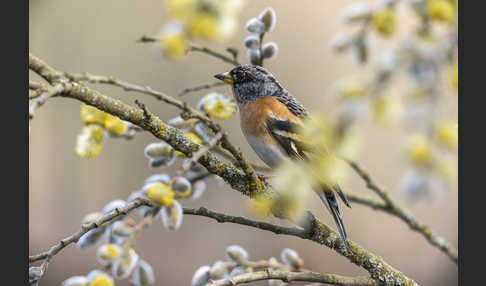 Bergfink (Fringilla montifringilla)