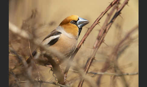 Kernbeißer (Coccothraustes coccothraustes)