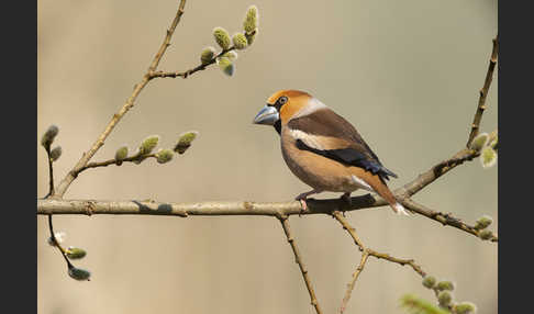 Kernbeißer (Coccothraustes coccothraustes)