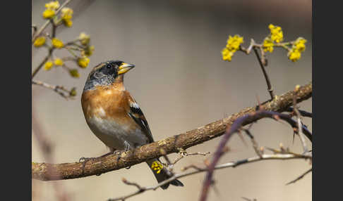 Bergfink (Fringilla montifringilla)