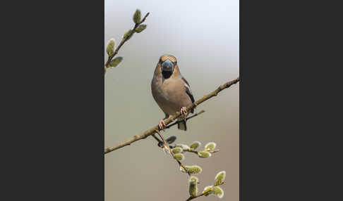 Kernbeißer (Coccothraustes coccothraustes)