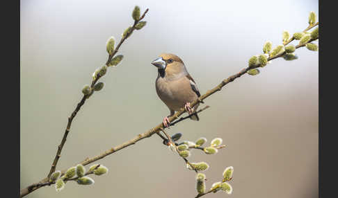 Kernbeißer (Coccothraustes coccothraustes)