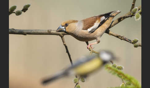 Kernbeißer (Coccothraustes coccothraustes)