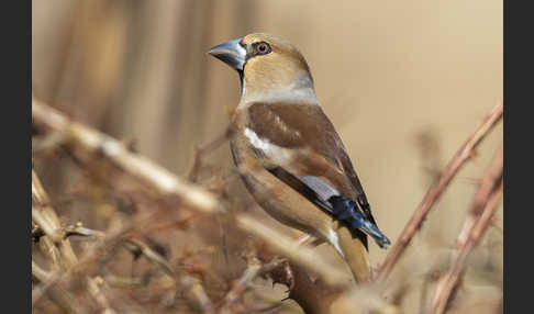 Kernbeißer (Coccothraustes coccothraustes)