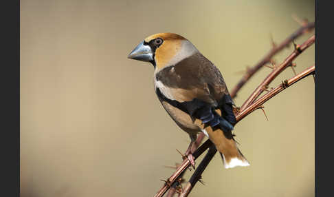 Kernbeißer (Coccothraustes coccothraustes)