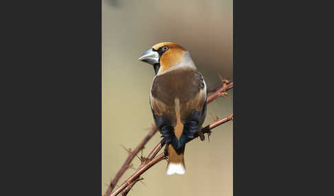 Kernbeißer (Coccothraustes coccothraustes)