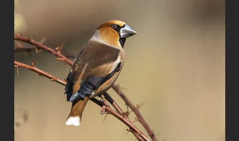 Kernbeißer (Coccothraustes coccothraustes)