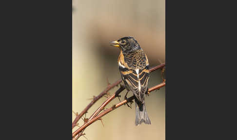 Bergfink (Fringilla montifringilla)