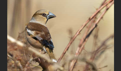 Kernbeißer (Coccothraustes coccothraustes)