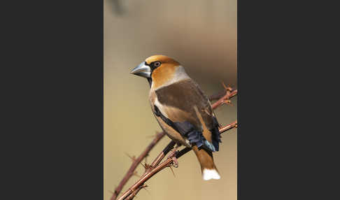 Kernbeißer (Coccothraustes coccothraustes)