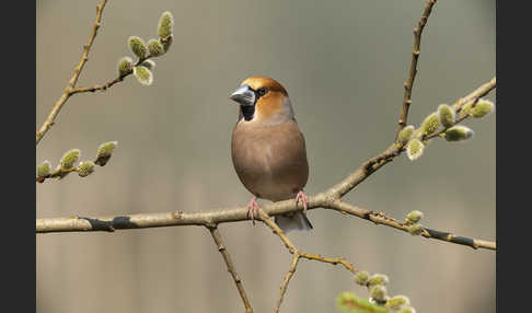 Kernbeißer (Coccothraustes coccothraustes)