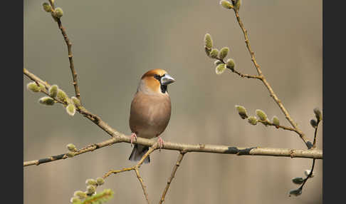 Kernbeißer (Coccothraustes coccothraustes)