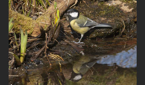 Kohlmeise (Parus major)