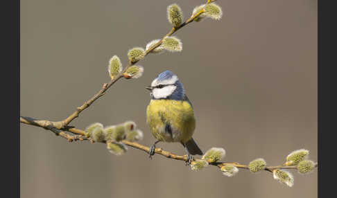 Blaumeise (Parus caeruleus)