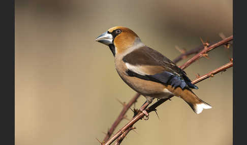 Kernbeißer (Coccothraustes coccothraustes)