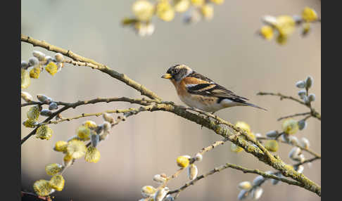 Bergfink (Fringilla montifringilla)