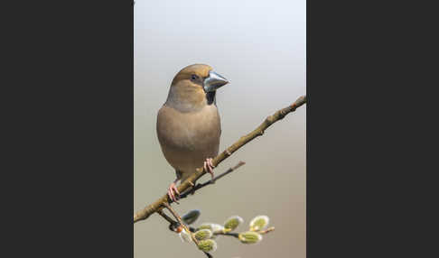 Kernbeißer (Coccothraustes coccothraustes)