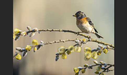 Bergfink (Fringilla montifringilla)