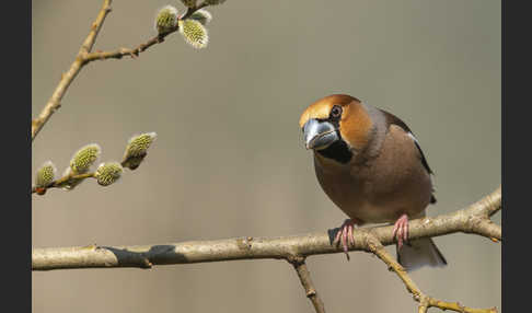 Kernbeißer (Coccothraustes coccothraustes)