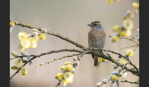 Bergfink (Fringilla montifringilla)