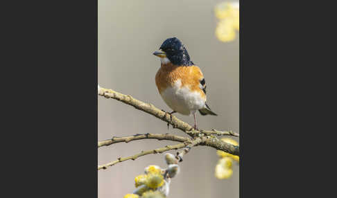 Bergfink (Fringilla montifringilla)