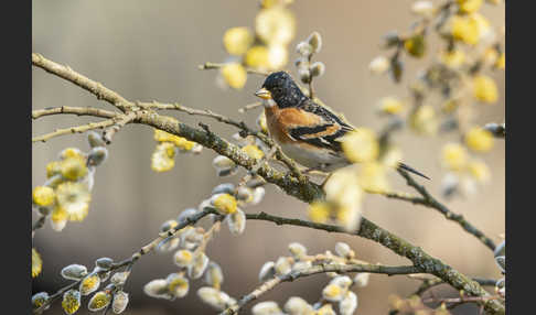 Bergfink (Fringilla montifringilla)