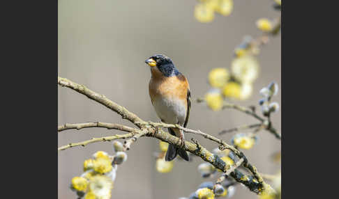 Bergfink (Fringilla montifringilla)